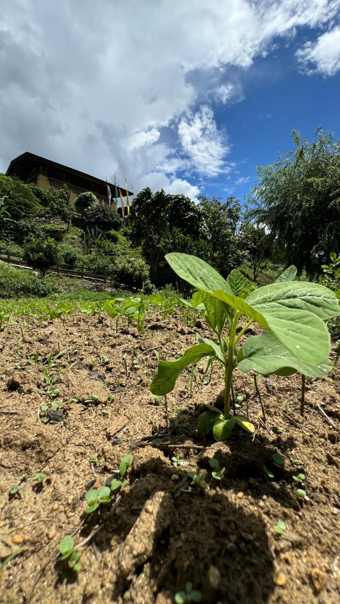 Wangdue Ecolodge Wangdue Phodrang Eksteriør bilde